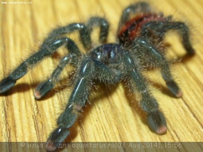 Птицеед авикулярия обыкновенная (Avicularia avicularia)