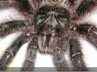 Птицеед авикулярия металлика (Avicularia metallica)