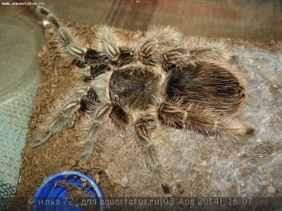 Птицеед брахипельма альбопилозум (Brachypelma albopillosum)
