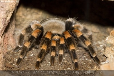 Птицеед брахипельма смити (Brachypelma smithi)
