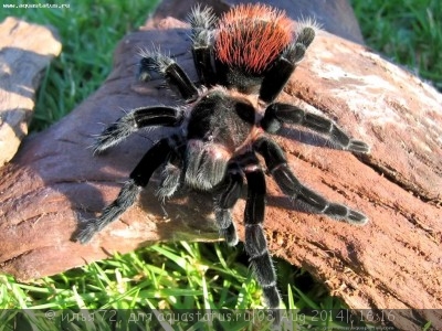Птицеед брахипельма ваганс (Brachypelma vagans)