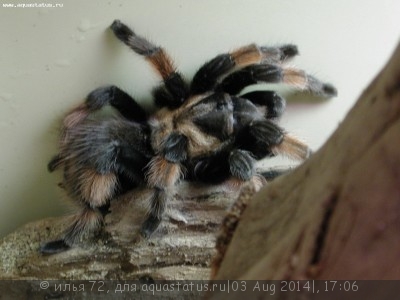 Птицеед брахипельма эмилиа (Brachypelma еmilia)