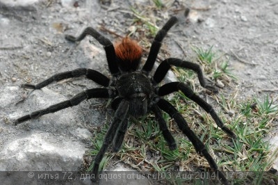 Птицеед цитаракантус Меермана (Citharacanthus meermani Cinnamon Brown Tarantula)