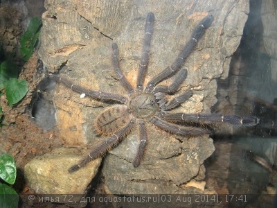 Птицеед цириопагопус паганус (Cyriopagopus paganus Thai Tiger Tarantula)
