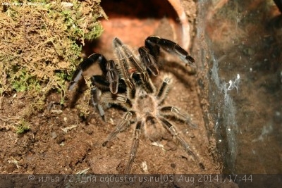Птицеед эфибопус муринус (Ephebopus murinus)