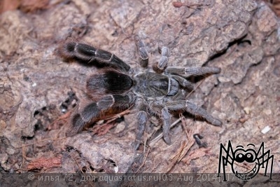 Птицеед евкратосцелюс пахипус (Eucratoscelus pachypus)