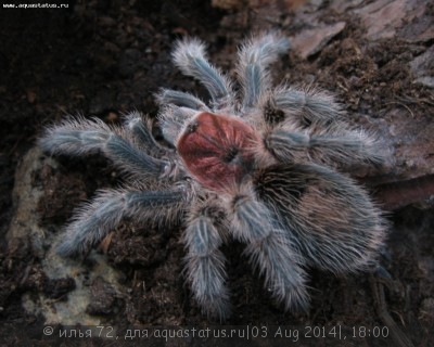 Птицеед граммостола розовая (Grammostola rosea)