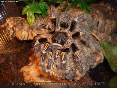 Птицеед граммостола ауреостриата (Grammostola aureostriata Rose Hair Tarantul)