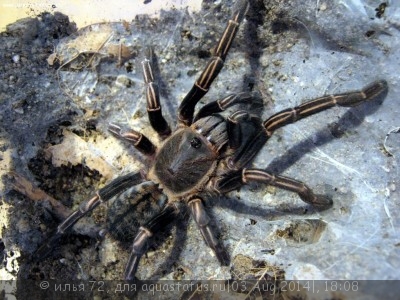 Птицеед гаплопельма альбостриата (Haplopelma albostriata)