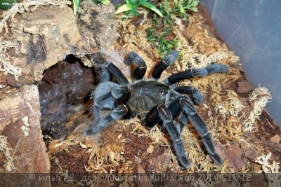 Птицеед гаплопельма дориа (Haplopelma doriae)