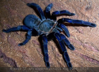 Птицеед гаплопельма ливидум (Haplopelma lividum)