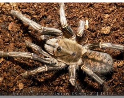 Птицеед гаплопельма сп.1 (Камбодиан) Haplopelma sp. (Cambodian)
