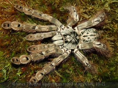 Птицеед гетероскодра макулята (Heteroscodra maculata)