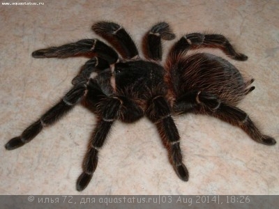 Птицеед лазиодора парахибана (Lasiodora parahybana)