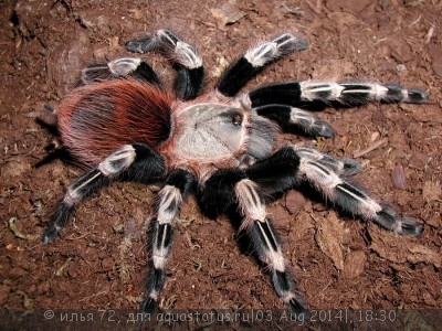 Птицеед нанду хроматус (лазиодора кристата) (Nhandu chromatus)