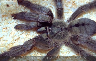 Птицеед псальмопеус кембриджи (Psalmopoeus cambridgei)