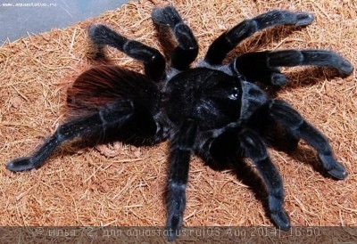 Фото Птицеед серикопельма рубронитенс Sericopelma rubronitens  (photo#57388)