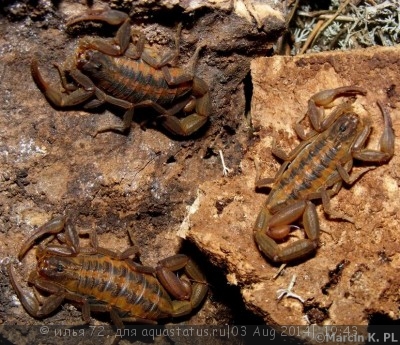 Скорпион центруроидес (Centruroides sp.)