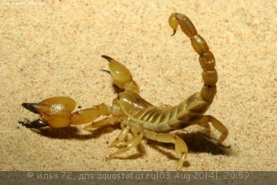 Скорпион скорпио маурус (Scorpio maurus)