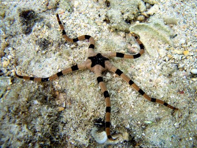 Офиура офиолепис полосатая (Ophiolepis superba)