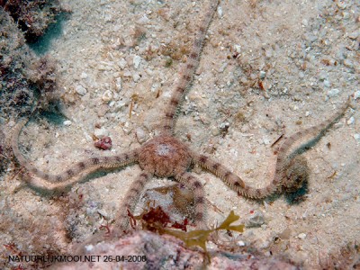 Офиура ретикулята (Ophionereis reticulata)