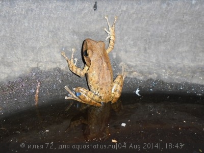Фото Веслоног домовый Polypedates leucomystax  (photo#57468)