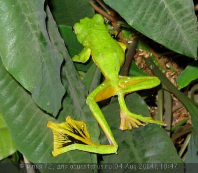 Лягушка летающая чернолапая (Rhacophorus nigropalmatus Green Glyding Tree Frog)