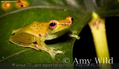 Фото Лягушка летающая крапчатая Rhacophorus prominanus Java Glying Tree Frog  (photo#57470)