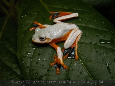 Лягушка летающая Рейнвардта (Rhacophorus reinwardtii blue feet tree frog)