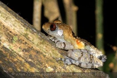 Телодерма шероховатая (Theloderma asperum Hill Garden Bug-eyed Frog)