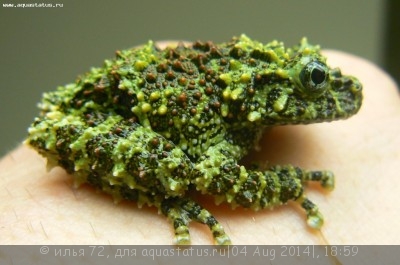 Телодерма лишаистая (Theloderma corticale)