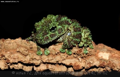 Телодерма Гордона (Theloderma gordoni)