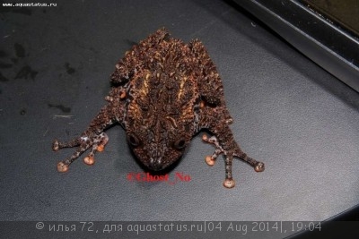 Телодерма ужасная (Theloderma horridum)
