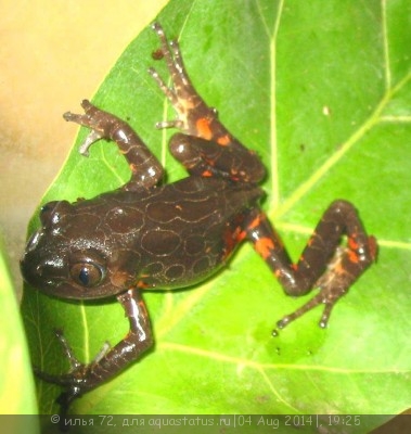 Кассина пятнистая (Kassina maculata)