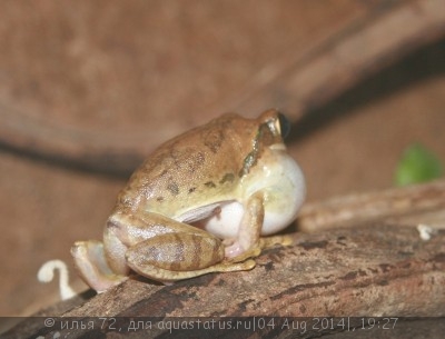 Лептопелис желтопятнистый (Leptopelis flavomaculatus)