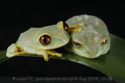 Лептопелис улугурский (Leptopelis uluguruensis)