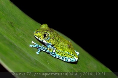 Лептопелис танзанийский (Leptopelis vermiculatus)