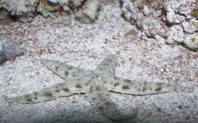 Звезда песчаная (Astropecten polycanthus)