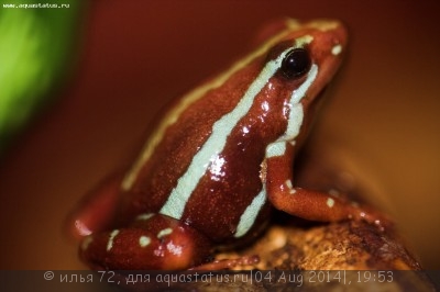 Фото Древолаз трехцветный Epipedobates tricolor  (photo#57493)