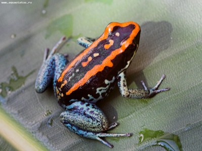 Листолаз полосатый (Phyllobates vittatus)