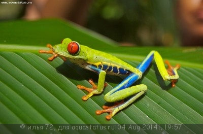 Квакша красноглазая (агалихнис) (Agalychnis callidryas Red Eye Tree Frog)