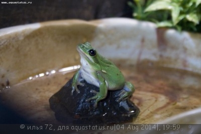 Квакша голубая (Hyla cinerea)
