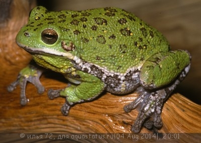 Квакша стройная (лающая) (Hyla gratiosa)