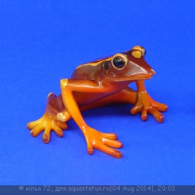 Квакша-клоун (Hyla leucophyllata South American Clown Tree Frog)