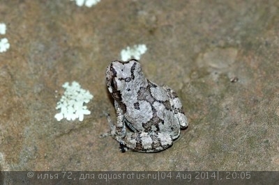 Квакша изменчивая (Hyla versicolor)