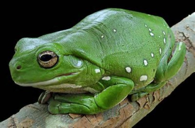 Квакша австралийская (литория) голубая (Litoria caerulea Bumpy frog)