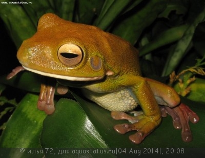 Квакша белогубая (Litoria infrafrenata White lipped tree frog)