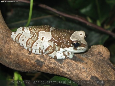 Квакша жабовидная (Phrynohyas resinifictrix)