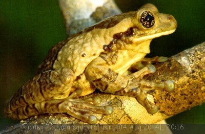 Квакша жабовидная пузырчатая, краснопятнистая (Phrynohyas venulosa)