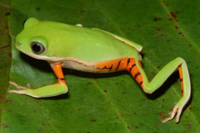Фото Филломедуза оранжевоногая Phyllomedusa hypochondrialis  (photo#57516)